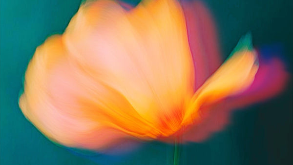 Sacred Elephant incense extreme range.
The finest Pure natural incense