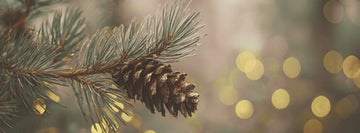 Setting the Christmas Atmosphere With the Power of Scent