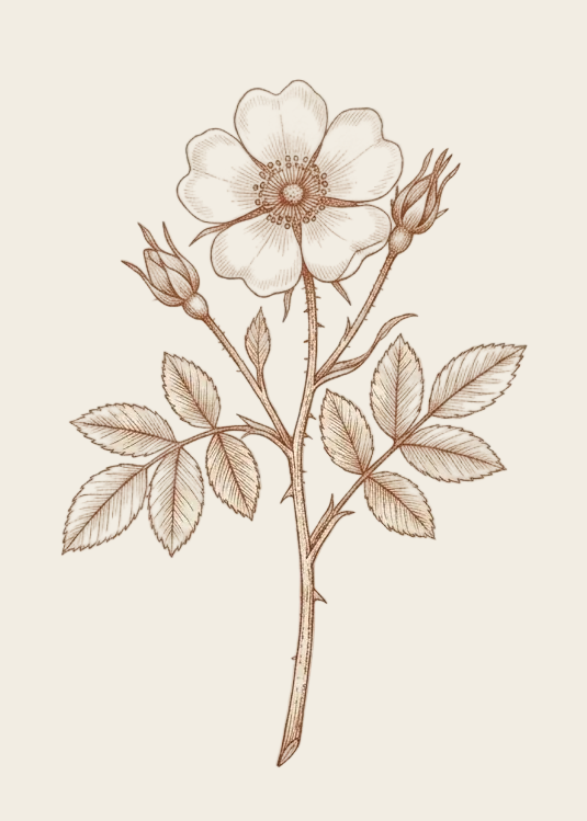 AFTER THE RAIN - Khus & Rose