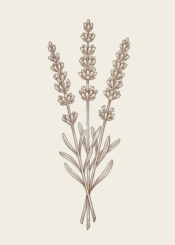 PAPER BOYS - Lavender