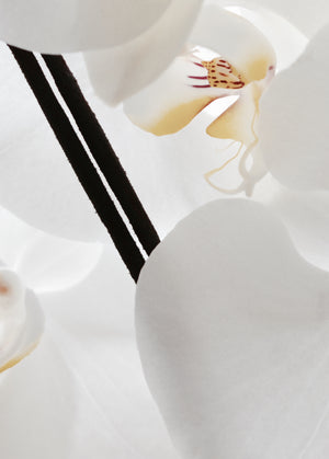 White Orchid connoisseur incense