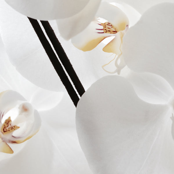 White Orchid connoisseur incense