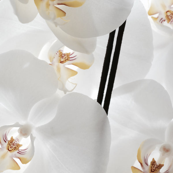 White Orchid Pure Incense
